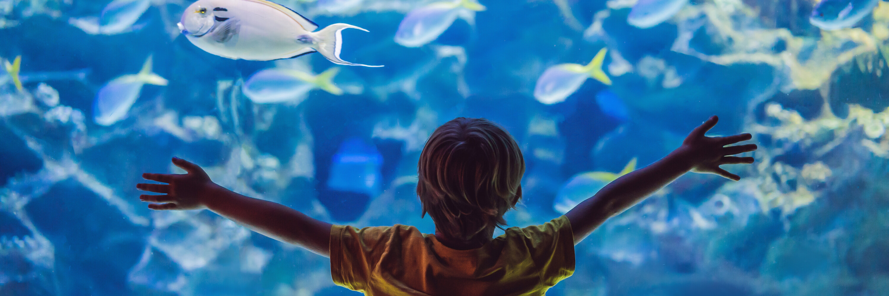 Kid with arms wide infront of fish tank